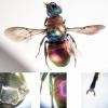 Hedychrum nobile